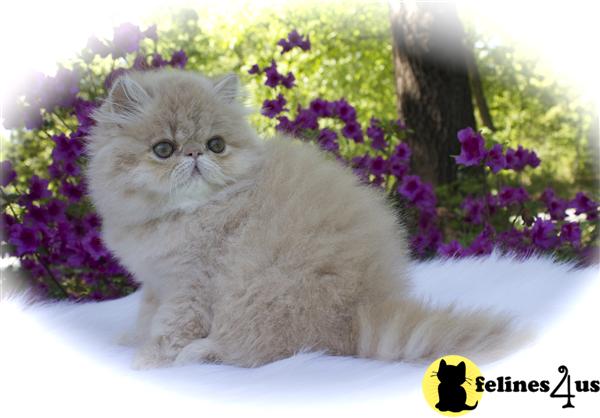 centralparkpersians Picture 2